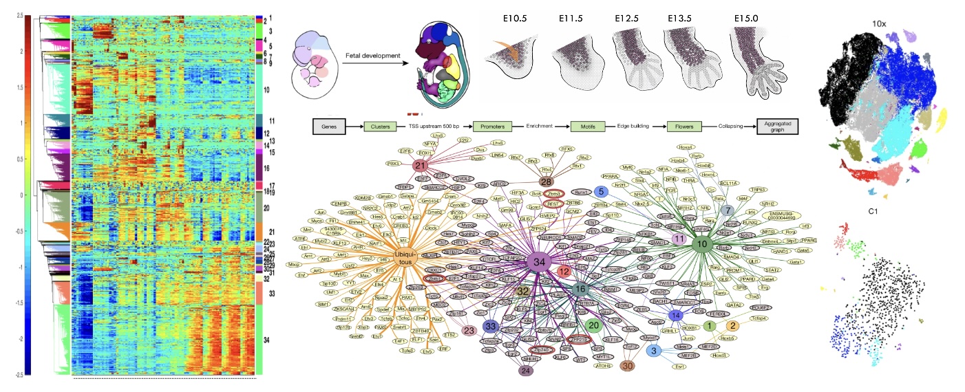 Mouse embryo transcriptome