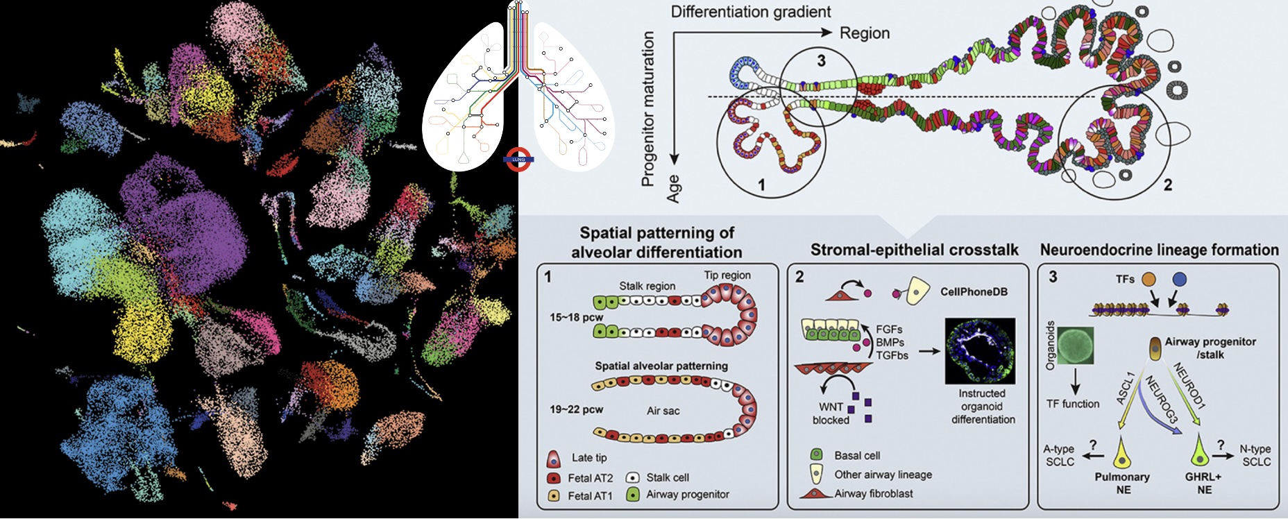 Human fetal lung cell atlas